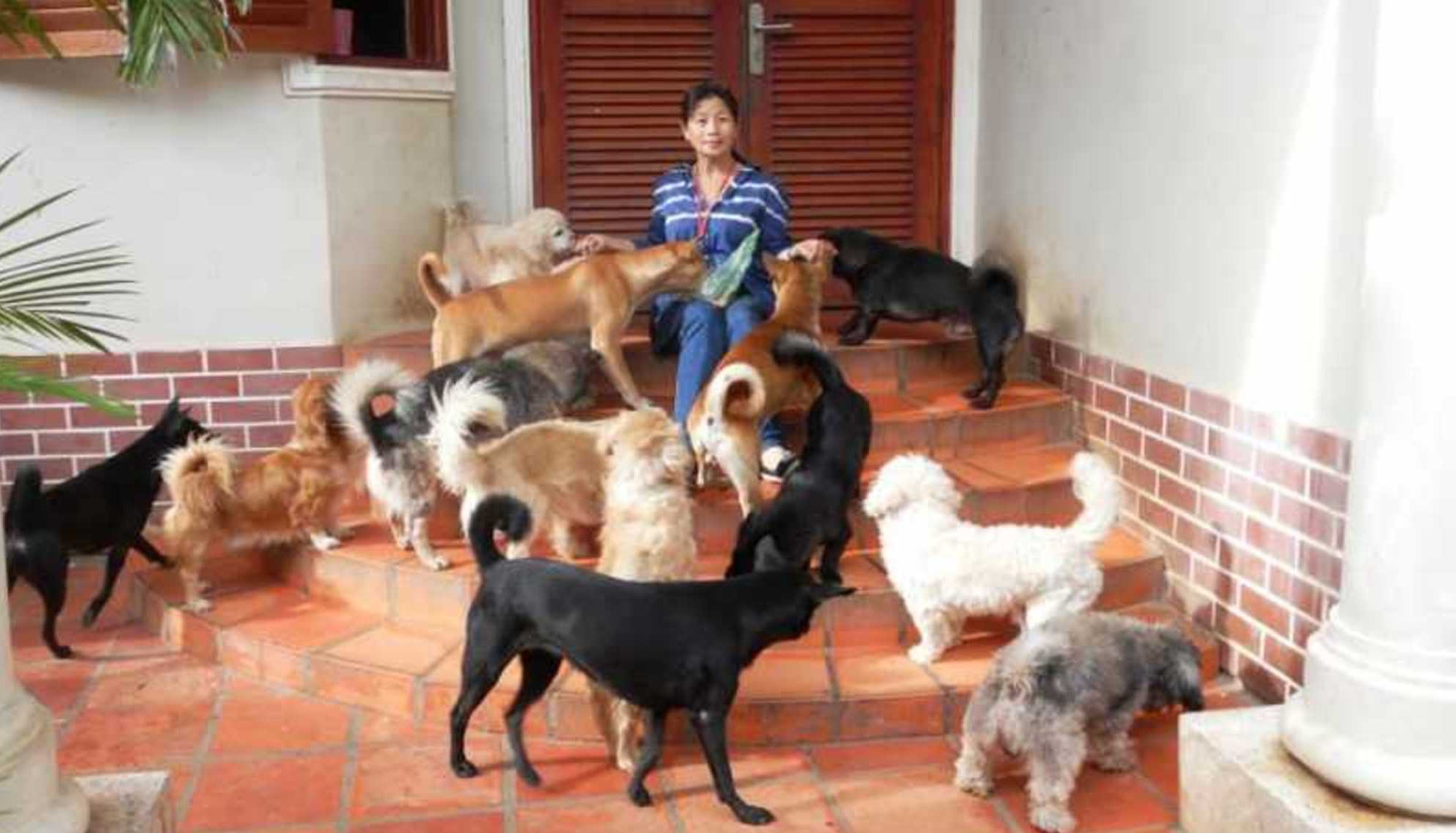 Cambodian Animals Protection Association (CAPA)